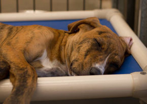 19 dogs at Sean Casey Animal Rescue have new Kuranda beds