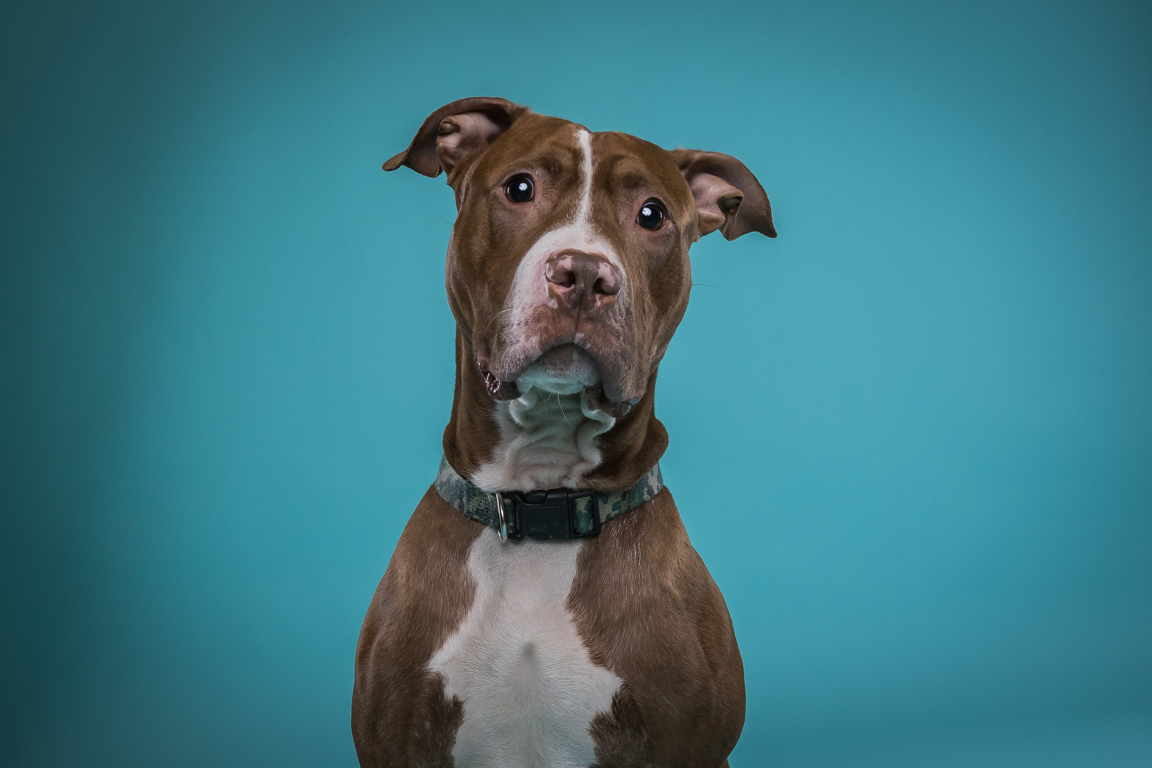 featured-dog-erie-humane-society