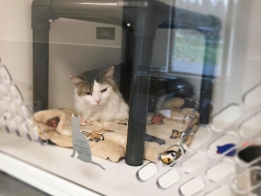 Washington Area Humane Society cat