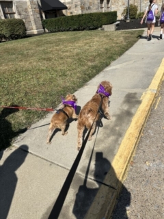 2025 Walk 67 Small