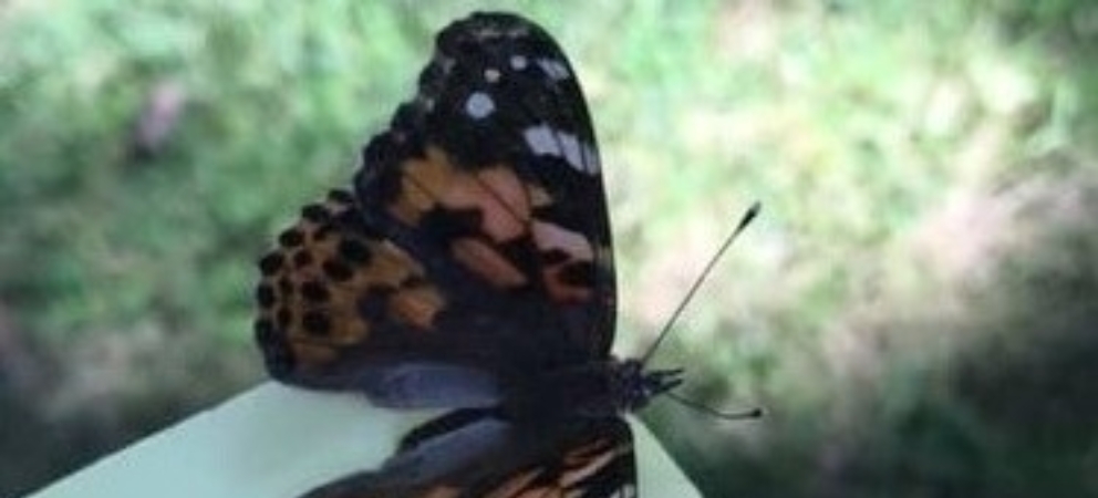 Butterfly 1 3