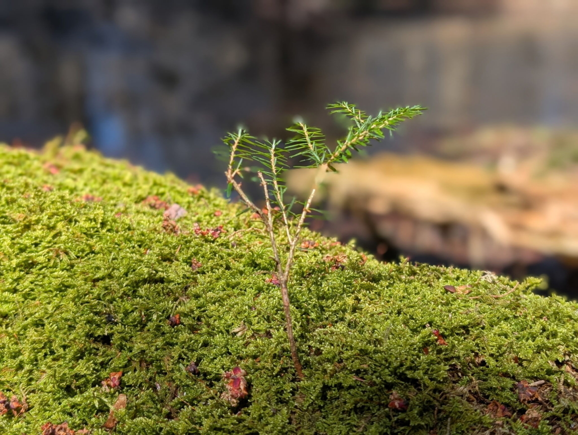 Sap