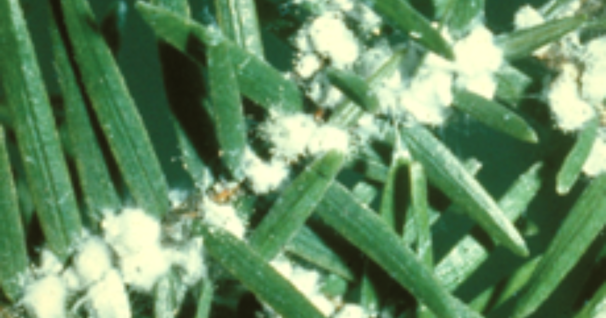 Hamlok Insect How to Spot the Hemlock Woolly Adelgid and What You… | FORECON Inc.