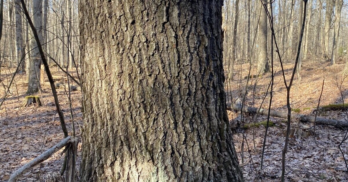 Why Do Foresters Use Stump Marks? FORECON Inc.