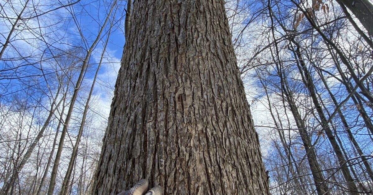 Elm Tree with Terrific Form | FORECON Inc.