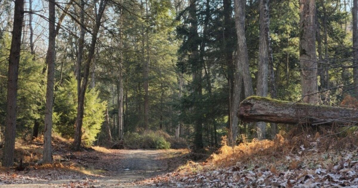 Scenes from the Forest FORECON Inc.