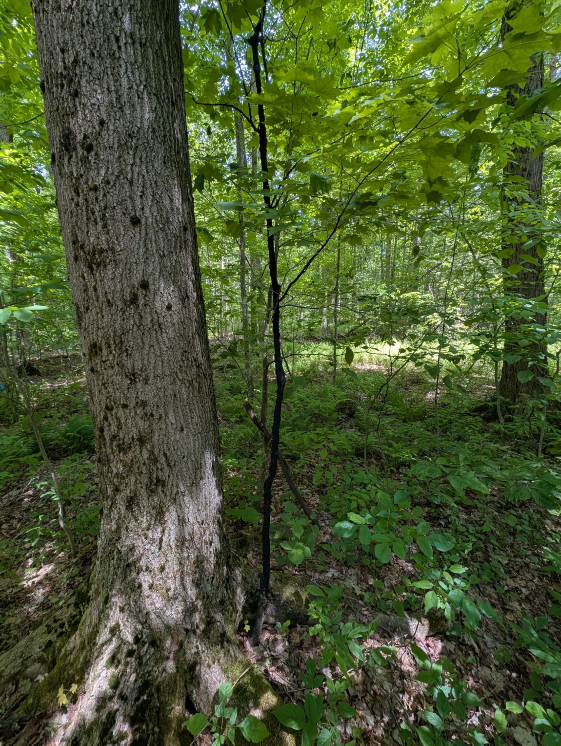 Photo for Inherited Woodland Article