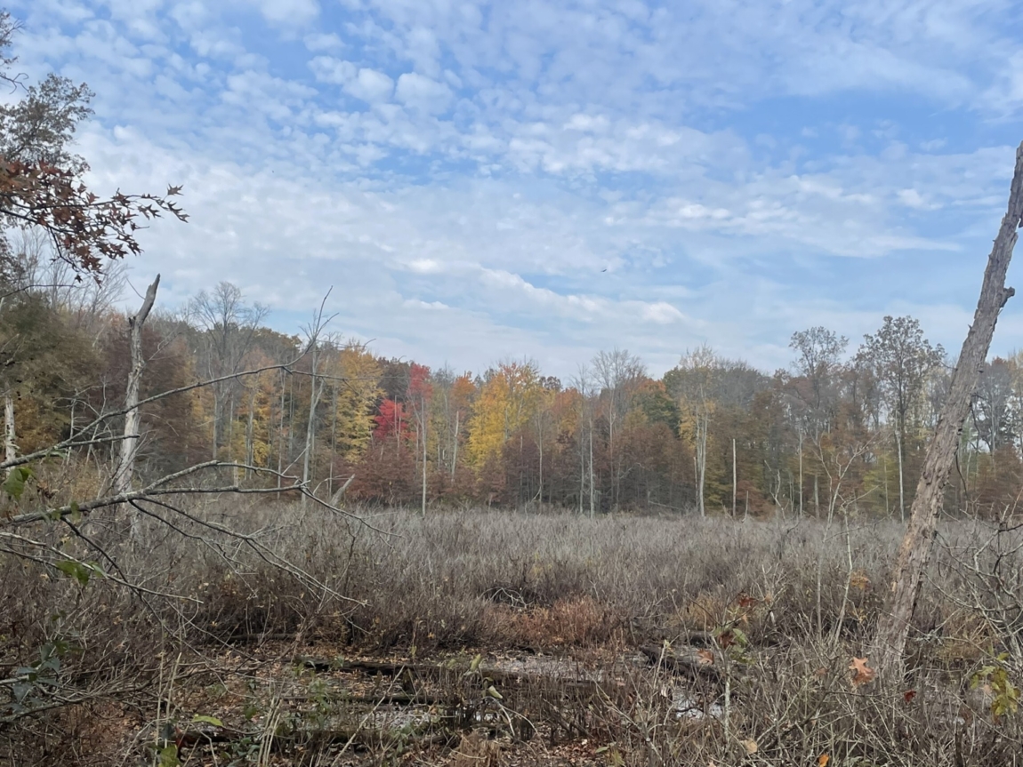 Biologically Diverse Maryvale Swamp