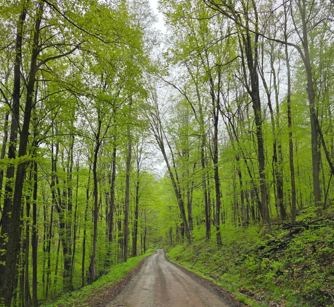 Spring Hardwood Forest and Road