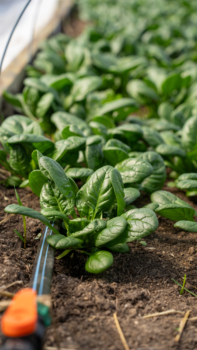 Farm 40