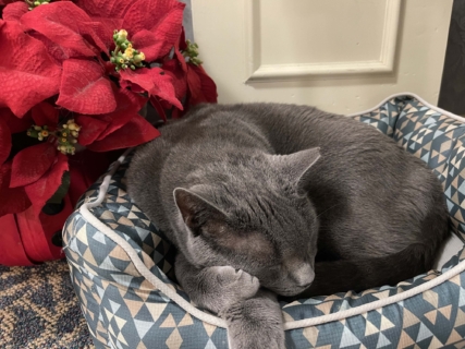 Bluebirds Christmas Gathering2025 43