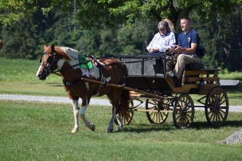 Equine Therapy 2026 119