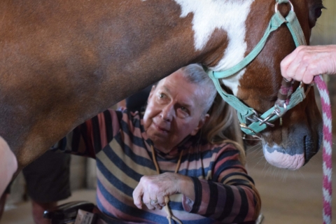 Equine Therapy 2026 142