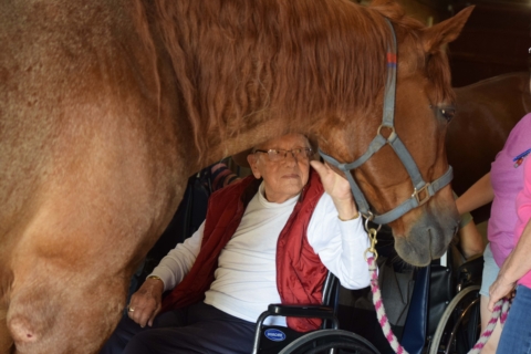 Equine Therapy 2026 156