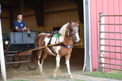 Equine Therapy 2026 2