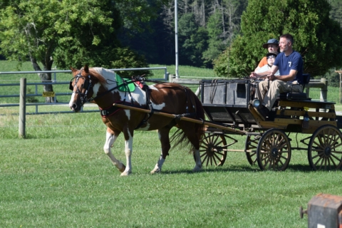 Equine Therapy 2026 42