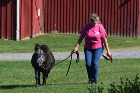 Equine Therapy 2026 58
