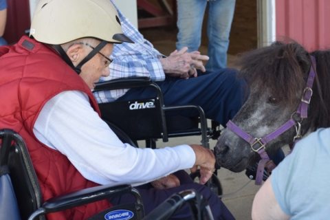 Equine Therapy 2026 61
