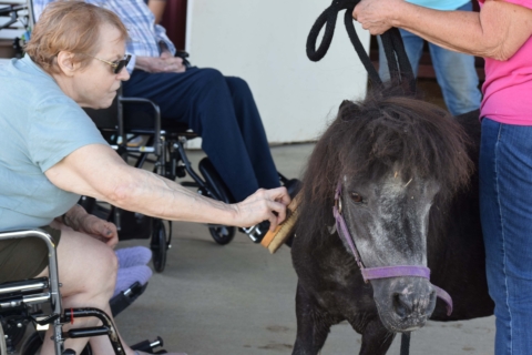 Equine Therapy 2026 64