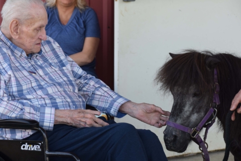Equine Therapy 2026 69