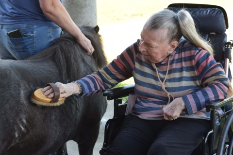 Equine Therapy 2026 87