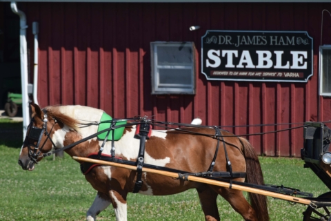 Equine Therapy 2026 90