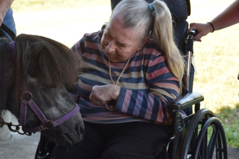 Equine Therapy 2026 91