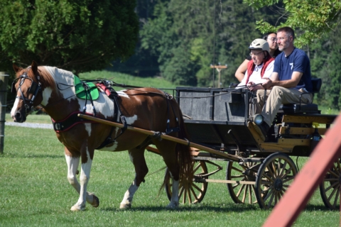 Equine Therapy 2026 97