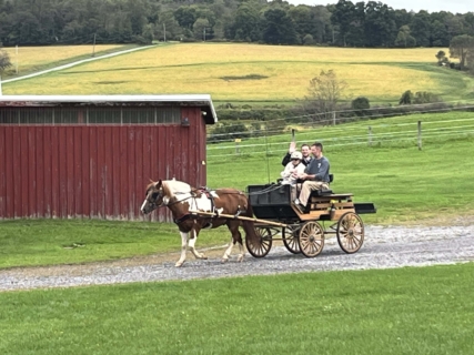 Equine Therapy 2026 HEIC files 29
