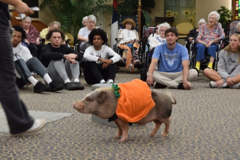 Party pigs 9 23 2026 3
