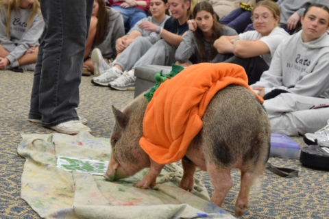 Party pigs 9 23 2026 61