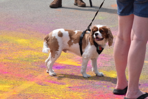 Color Run 6 7 25 595