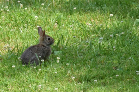 Scenic train ride 12 1