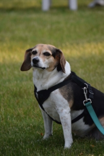 Buhl Community Band 6 4 25 63