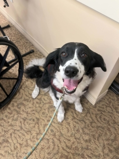 Pet Parade 1 17 25 1