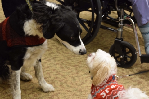 Pet Parade 1 17 25 101