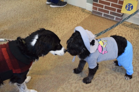 Pet Parade 1 17 25 4