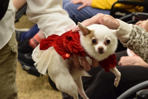 Pet Parade 1 17 25 45