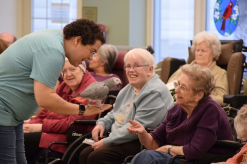 Pet Parade 1 17 25 50