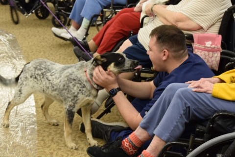 Pet Parade 1 17 25 60