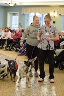 Pet Parade 1 17 25 64