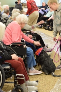 Pet Parade 1 17 25 67