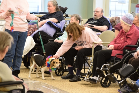 Pet Parade 1 17 25 76