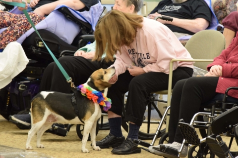 Pet Parade 1 17 25 77