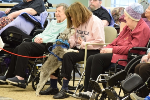 Pet Parade 1 17 25 82