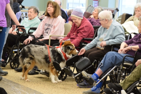 Pet Parade 1 17 25 90