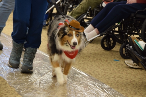 Pet Parade 1 17 25 91