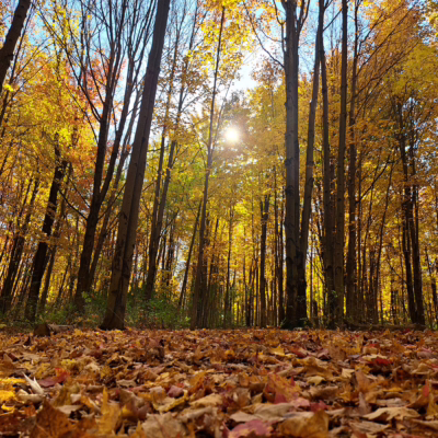 Leafy trail and sun sm