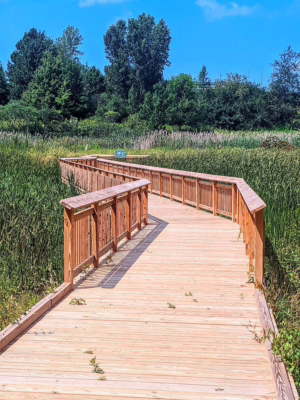 Headwaters Park Boardwalk with Tall Grasss