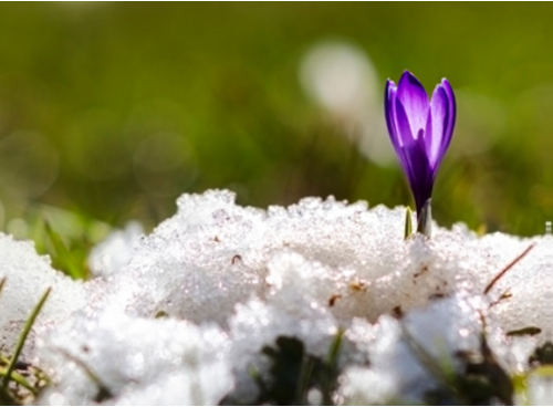 The promise of new life.